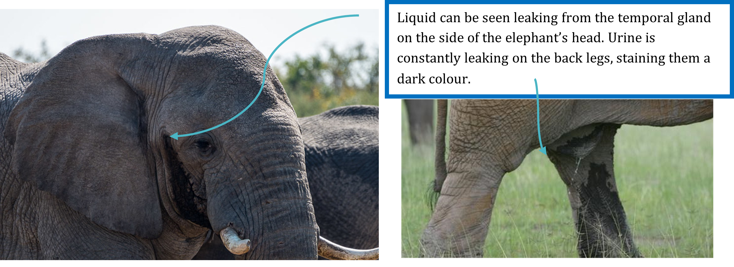 Safari Self Guide Elephant