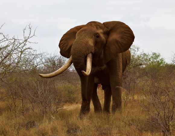 Super Tusker Conservation