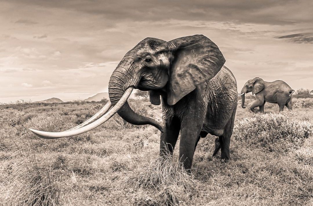 Super Tusker Elephant Conservation