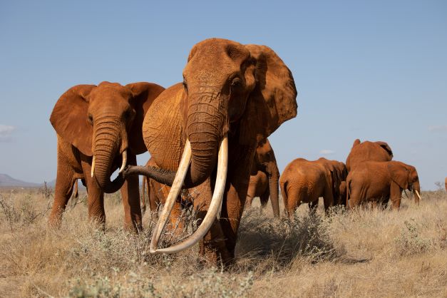 Trauma Human Elephant Conflict