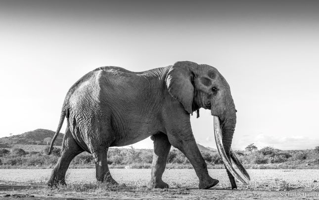Tusker Conservation Elephant