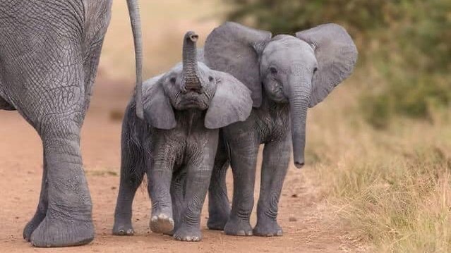 Tuskless Big Tusker Elephant Conservation