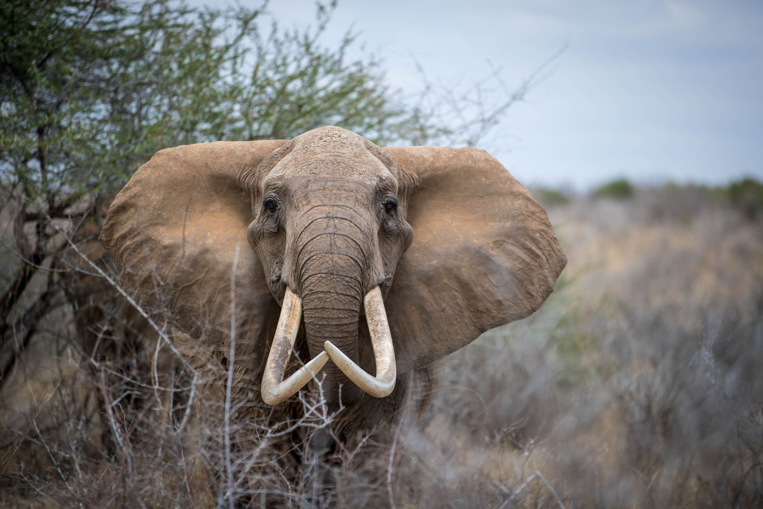 What Do Elephant Do For Fun Im