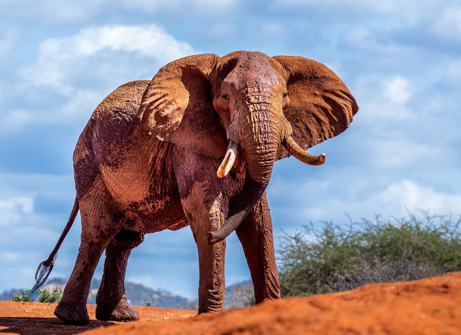 Why Do Elephant Attack Humans