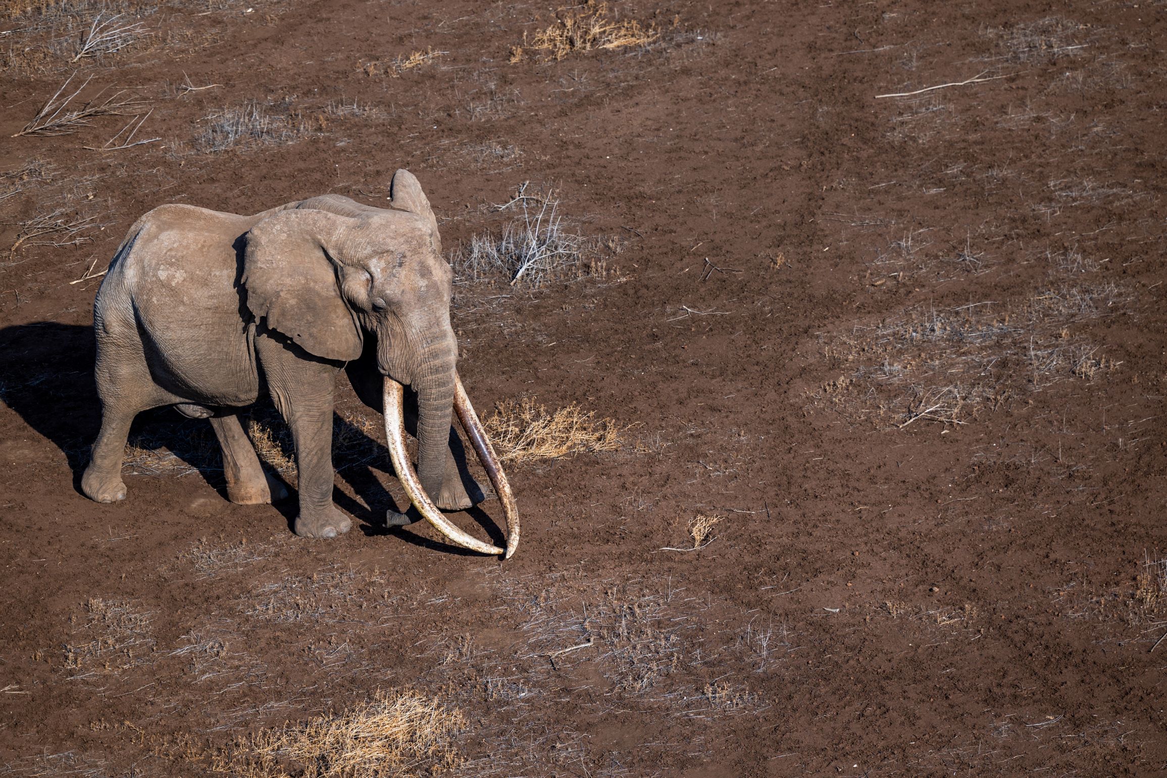 Why Do Elephants Break Trees