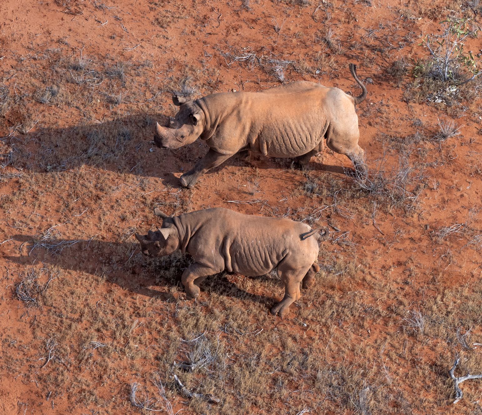 Why Is It So Hard To Get Rhinos Pregnant