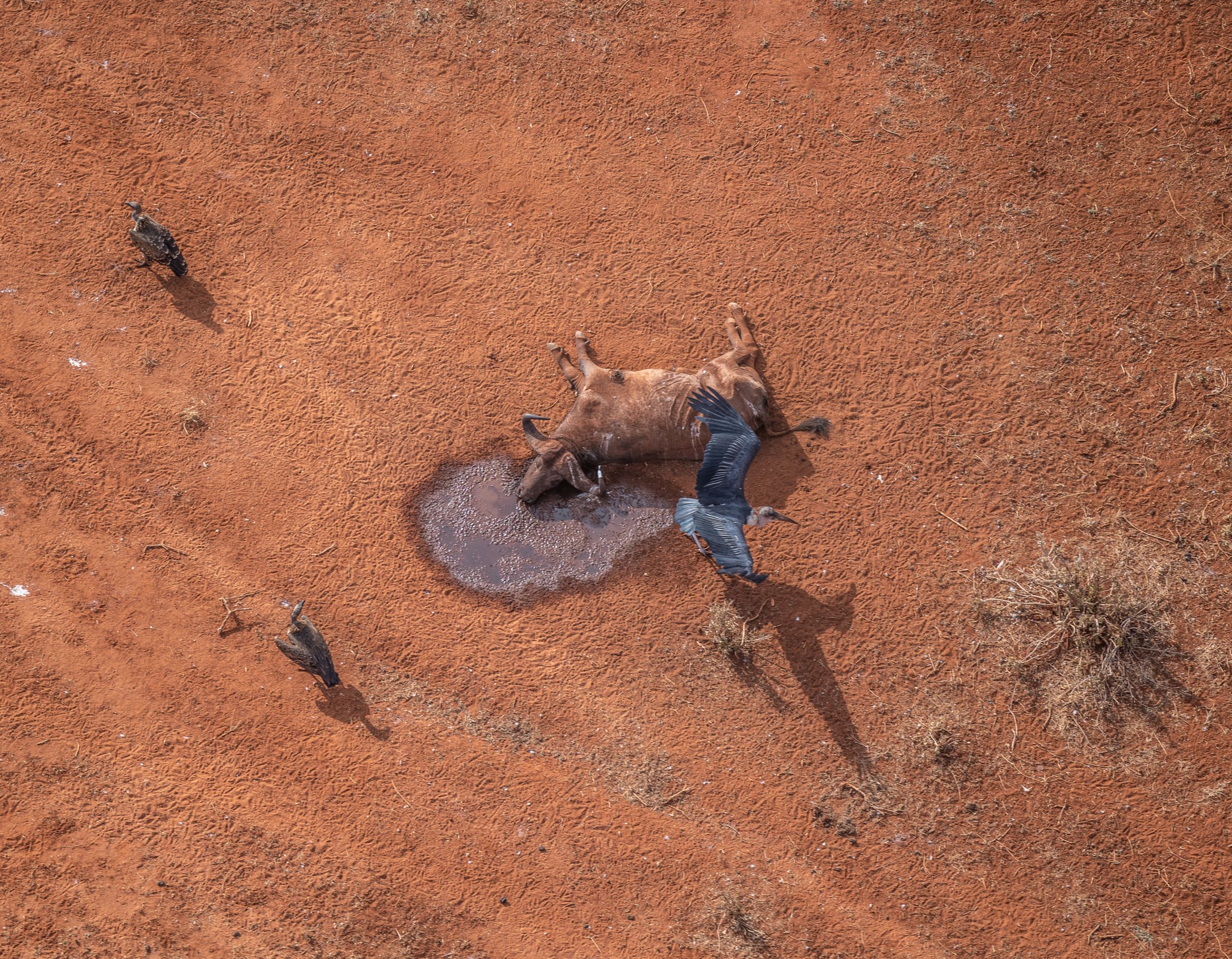 World Wildlife Day