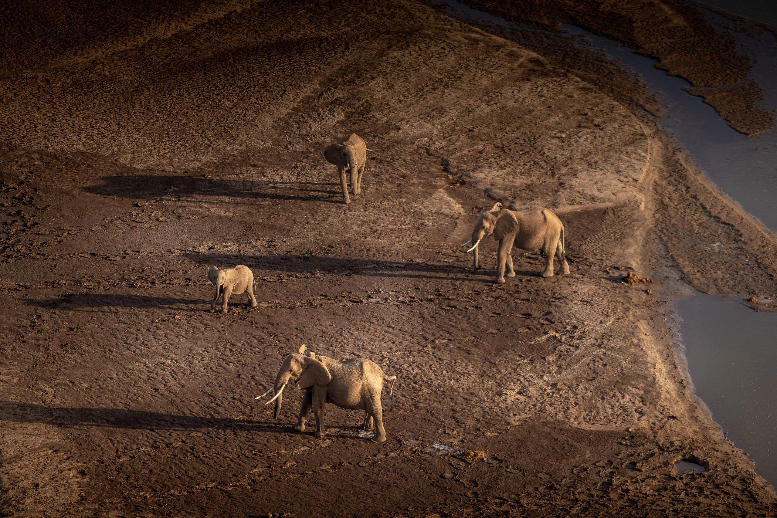 What are elephant's closest relatives?