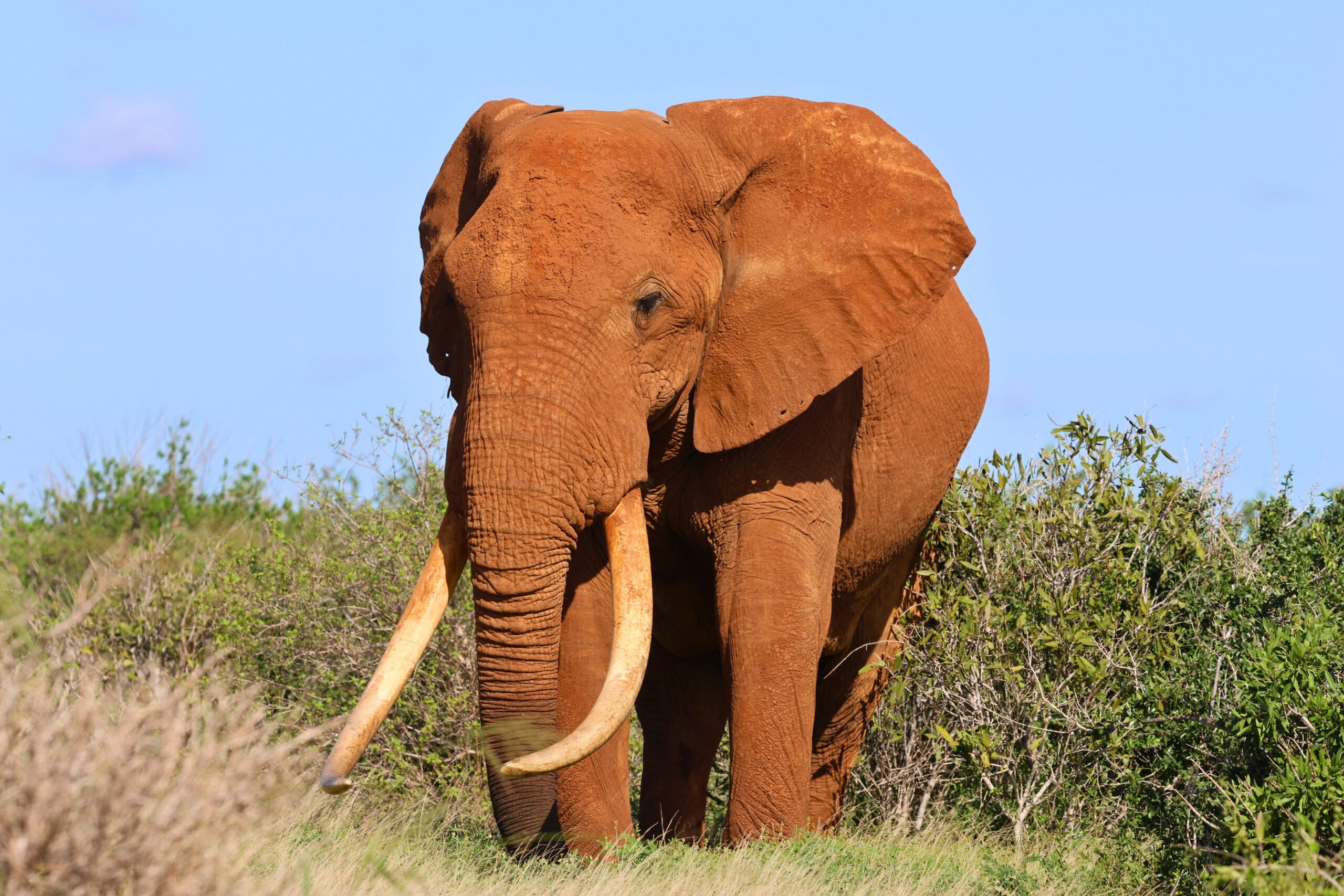 Why Are Elephants So Big (1)