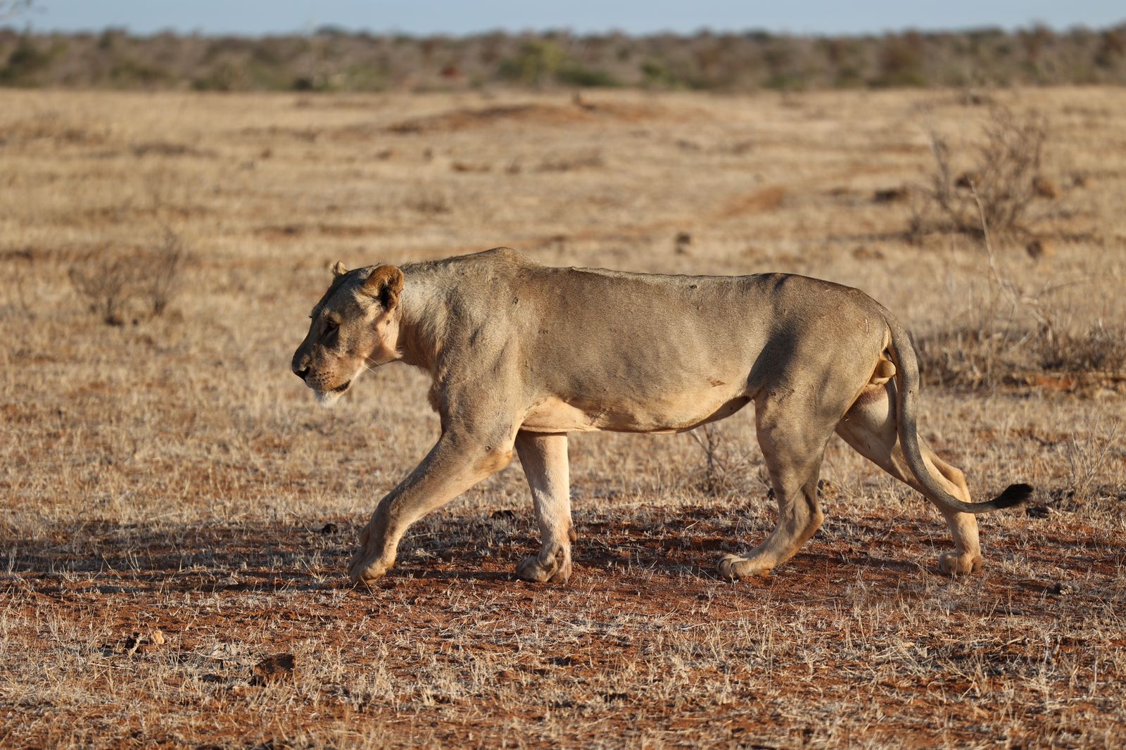 Why Do Tsavo Lions Have No Manes 1