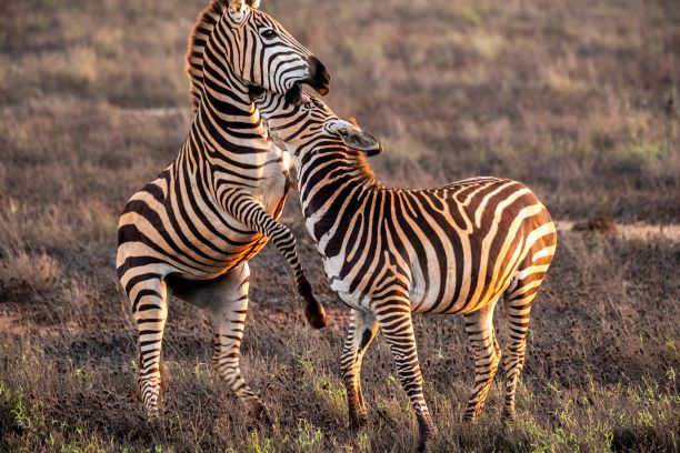 Wildlife Conservation Kenya Resize