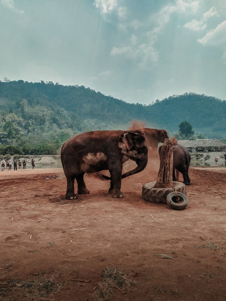 Asianelephant