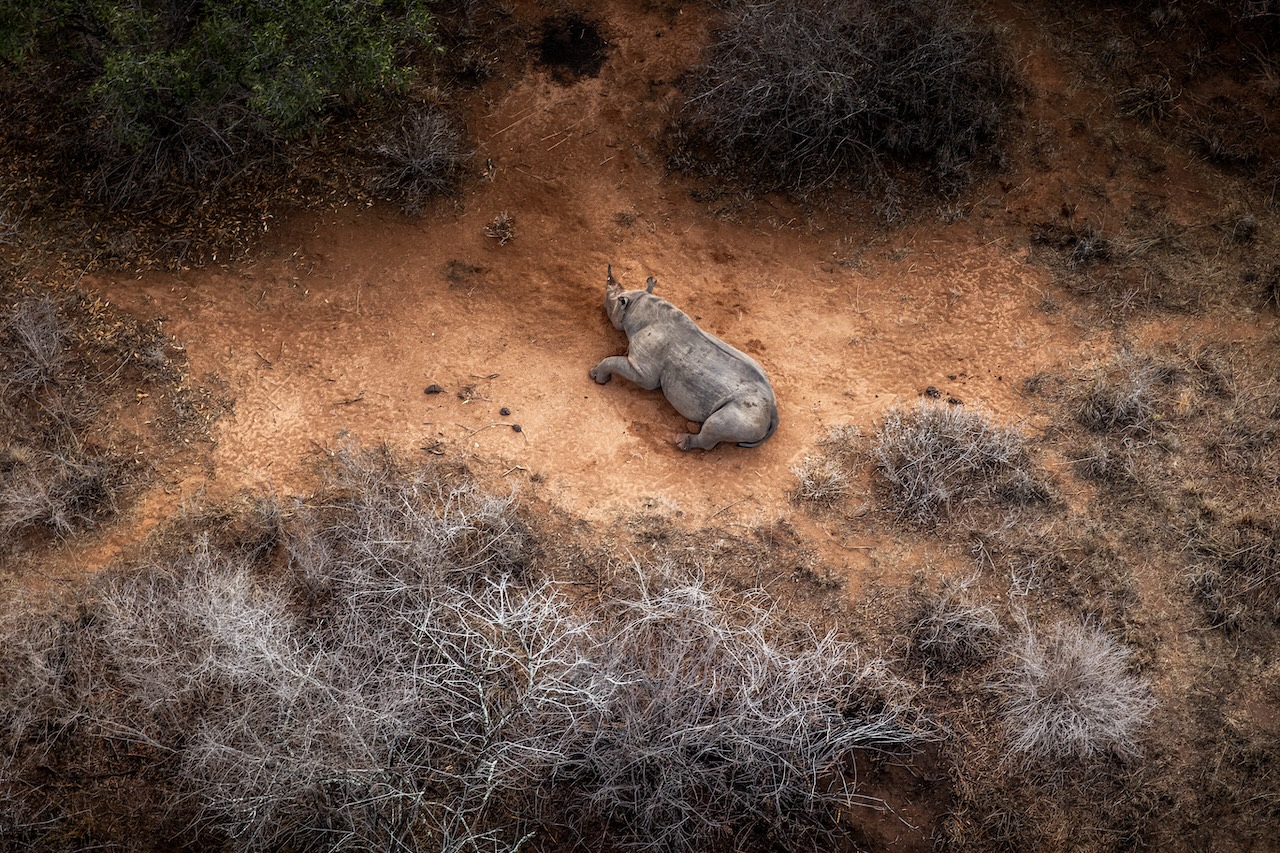 Black Rhino Communication