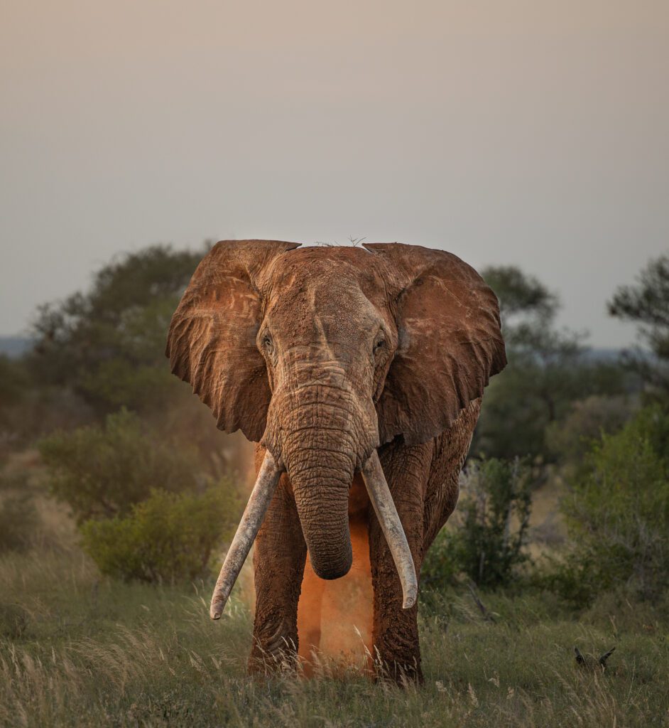 Elephant Brains