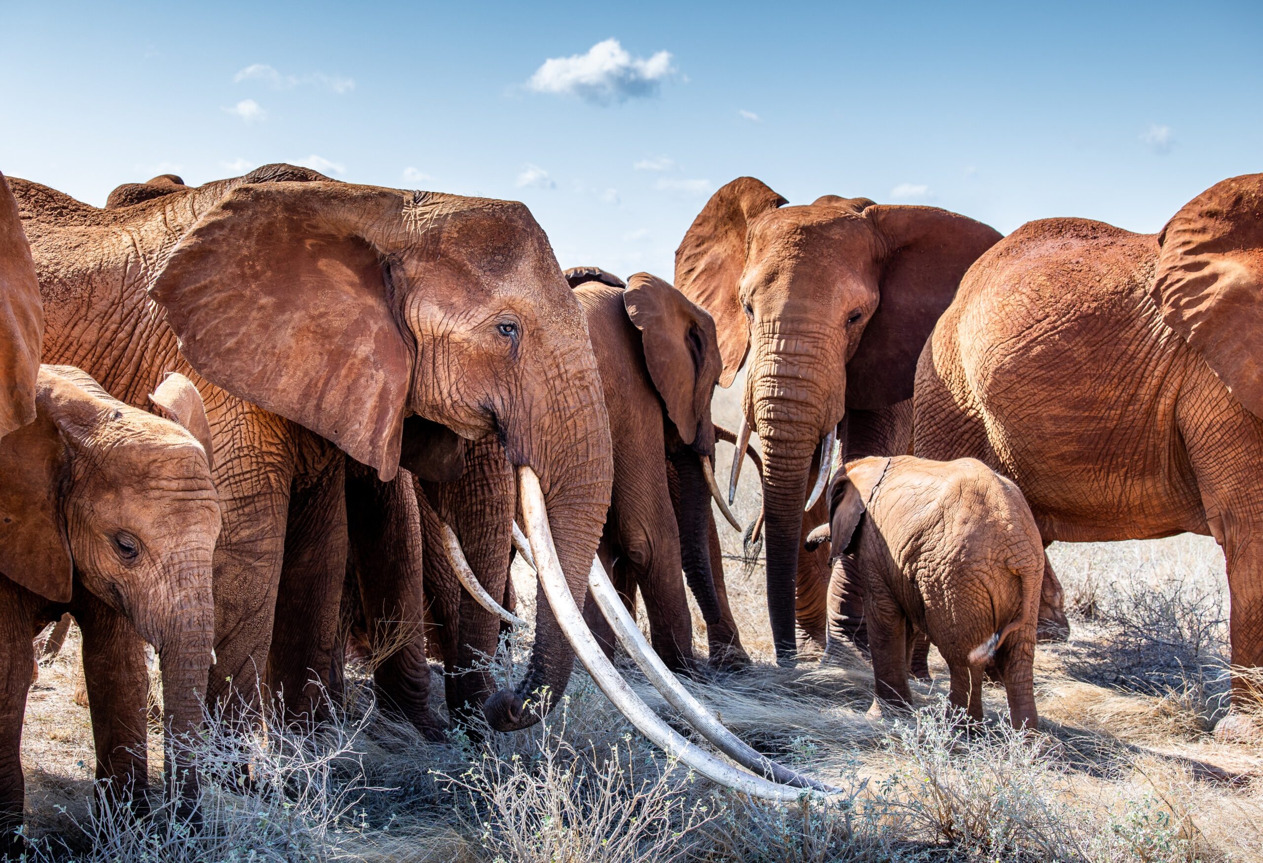 Elephant Matriarch