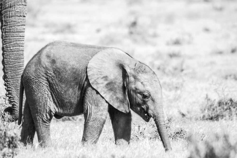 Elephant Populations Are Steadily Growing