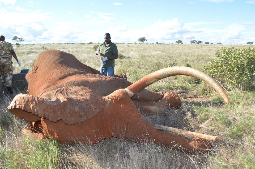 Elephantconservation