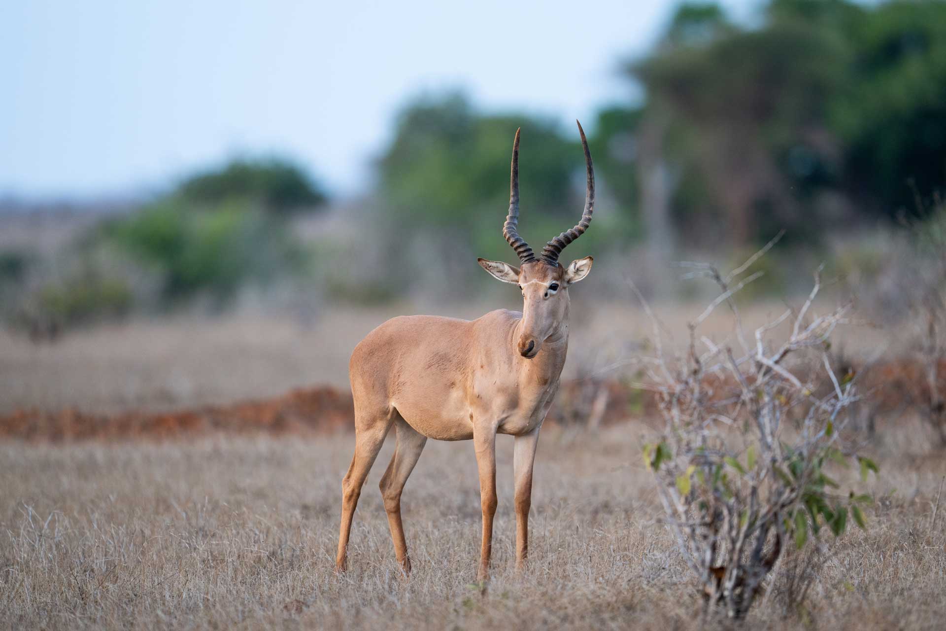 Hirola Willbl 61