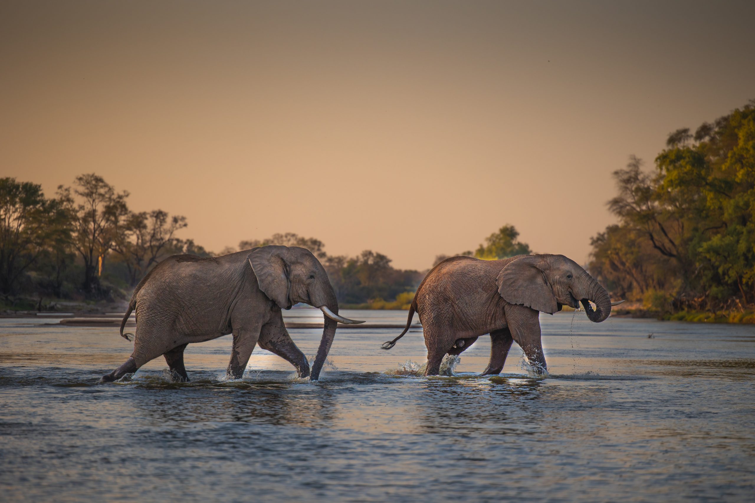 How Many Elephants Are Left