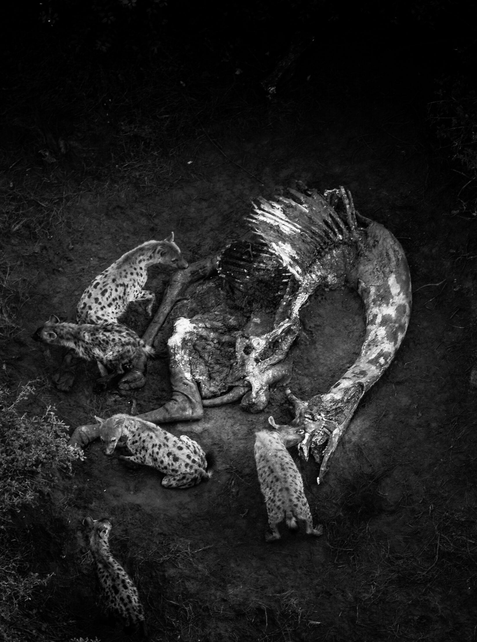 Importance Of Scavengers