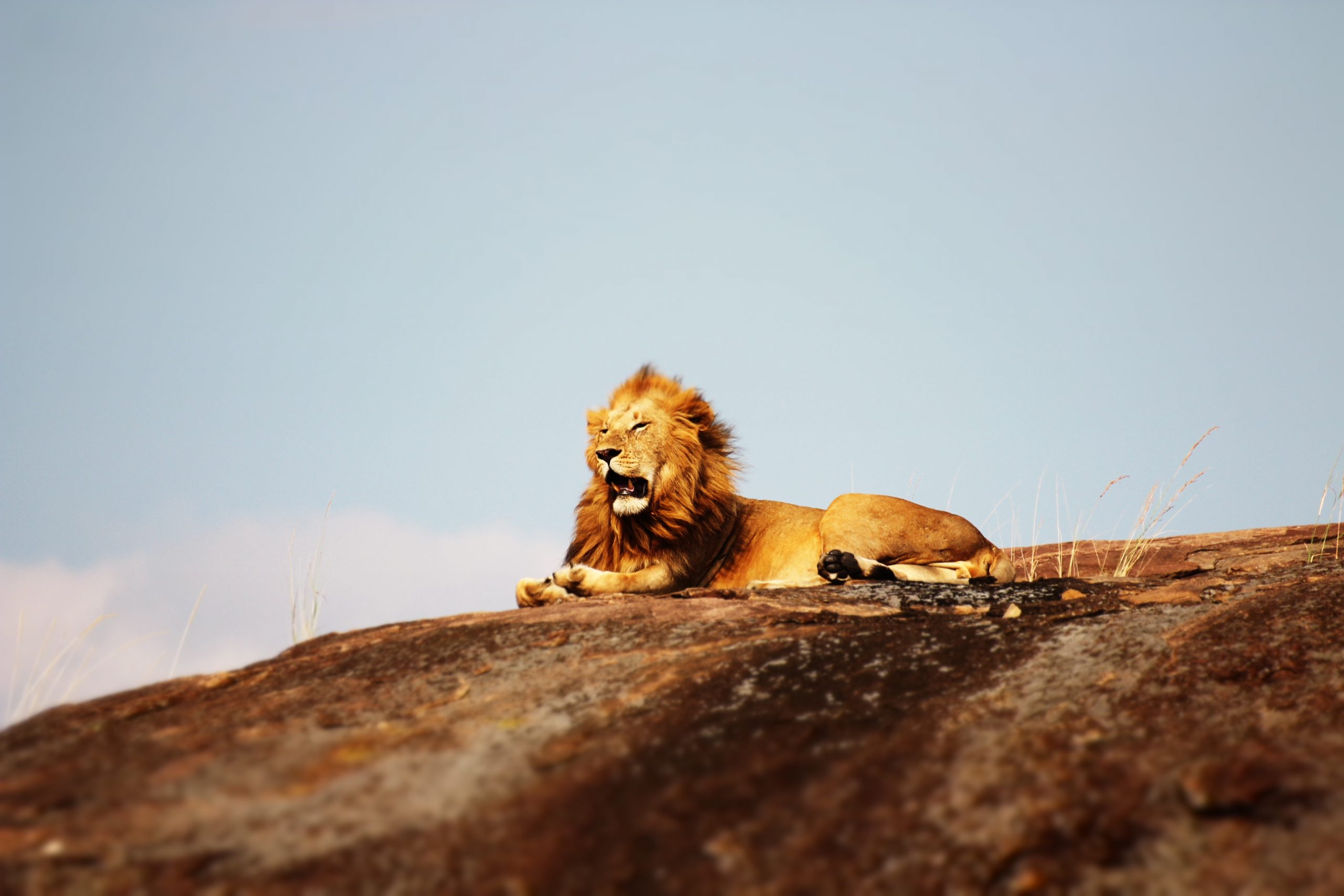 Lionpride