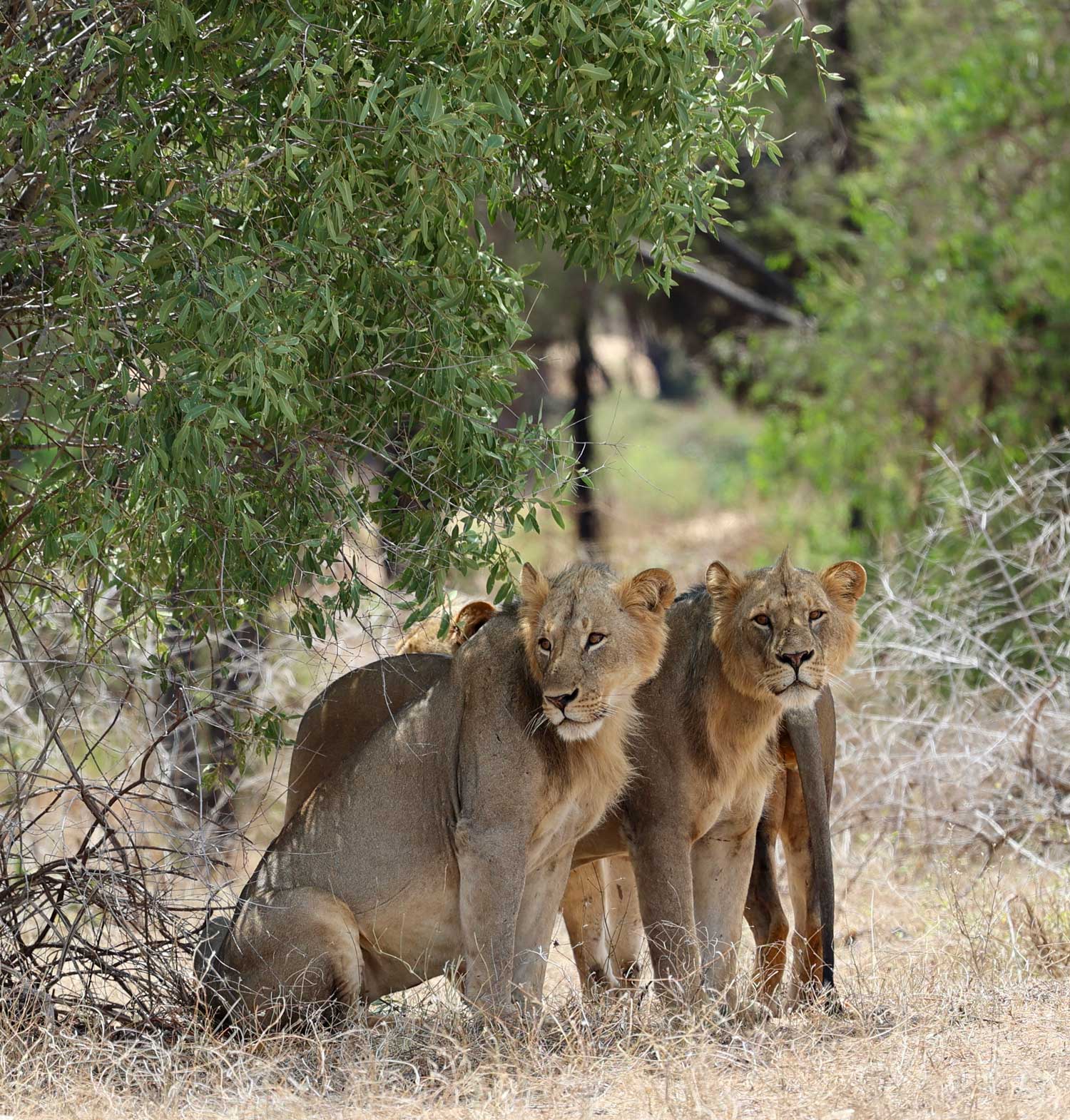 Lions
