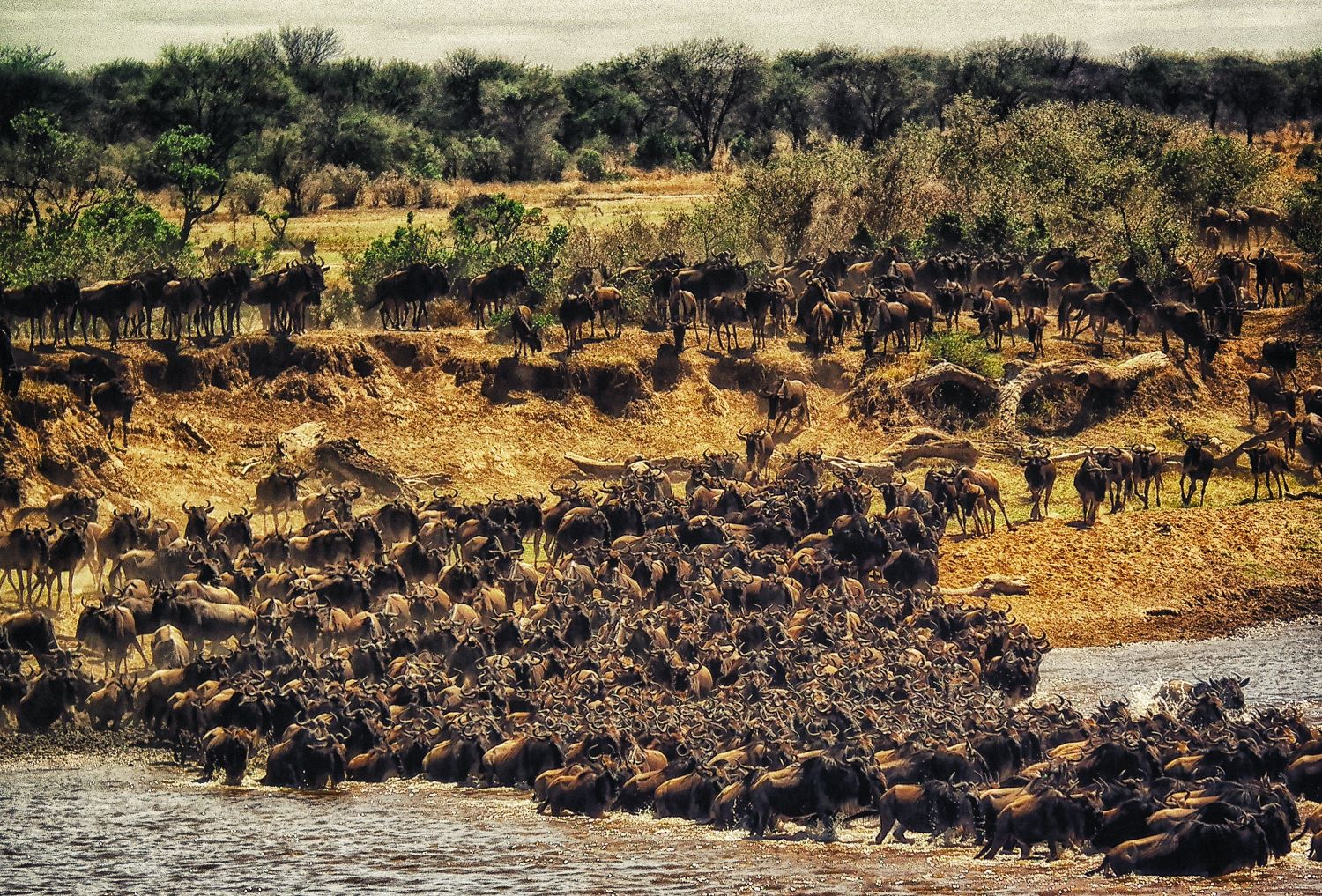 Migration