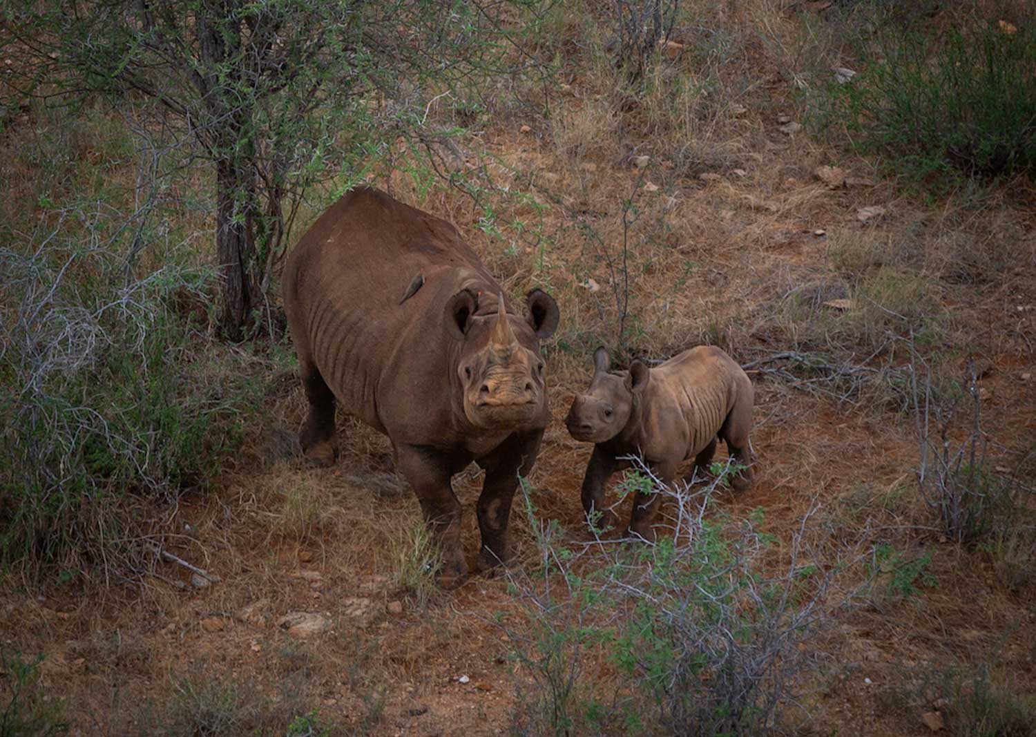 Rhino