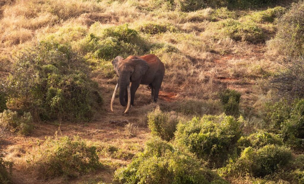 Migratory bulls