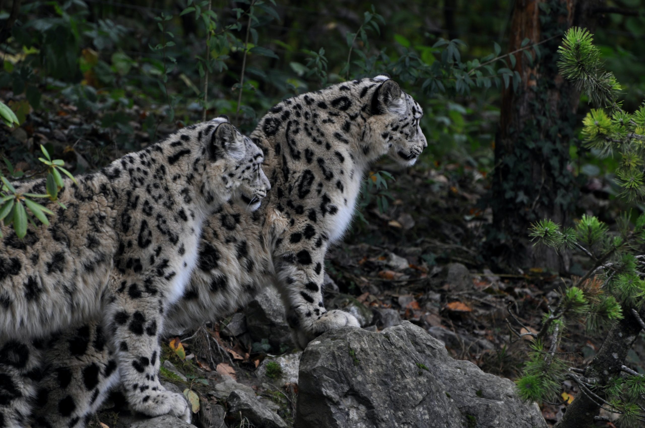 Snowleopard