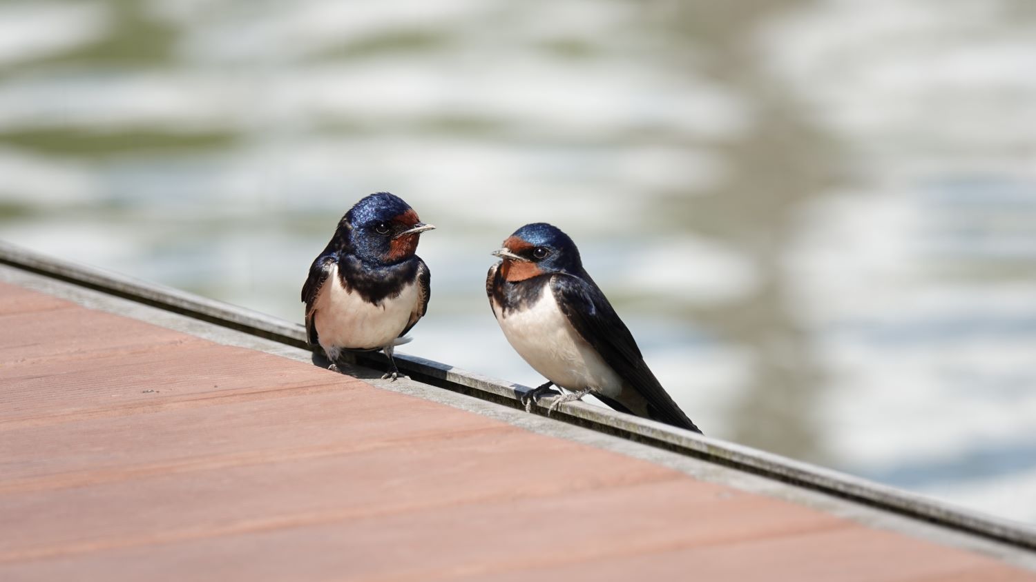 Swallow