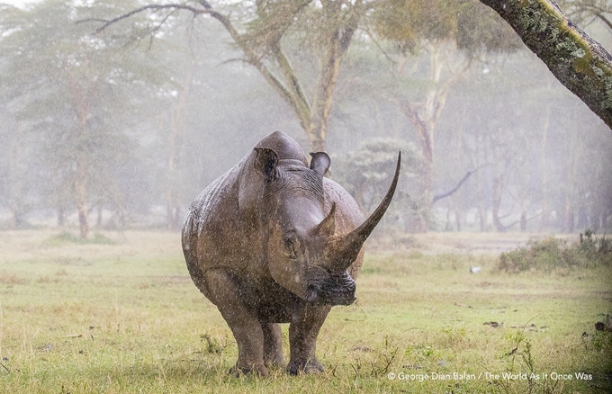 Theworldasitoncewas Rhino