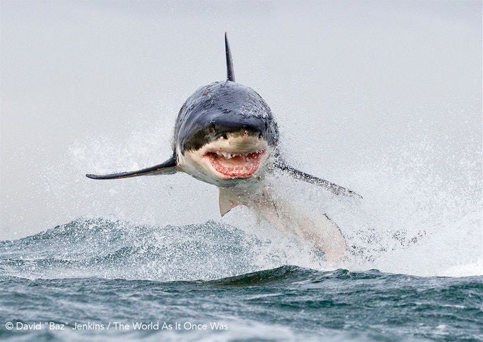Theworldasitoncewas Shark