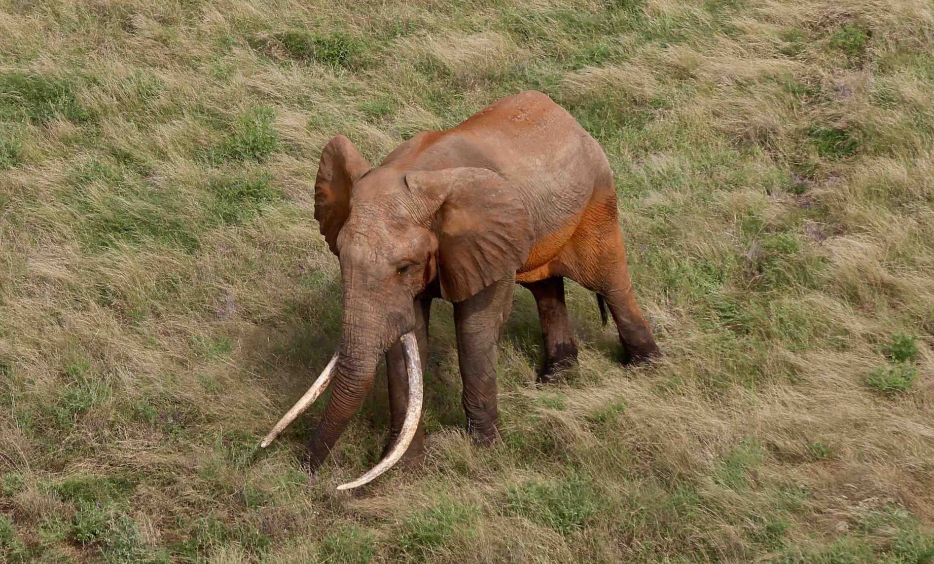 Trophy Hunting